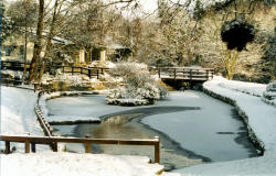 Country Park in Winter